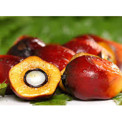 Palm Oil Manufacturer Supplier Wholesale Exporter Importer Buyer Trader Retailer in Hyderabad Andhra Pradesh India